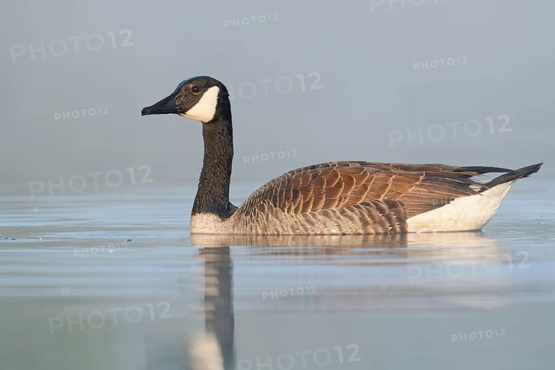 Canada goose (Branta canadensis), swimming, North Rhine-Westphalia, Germany