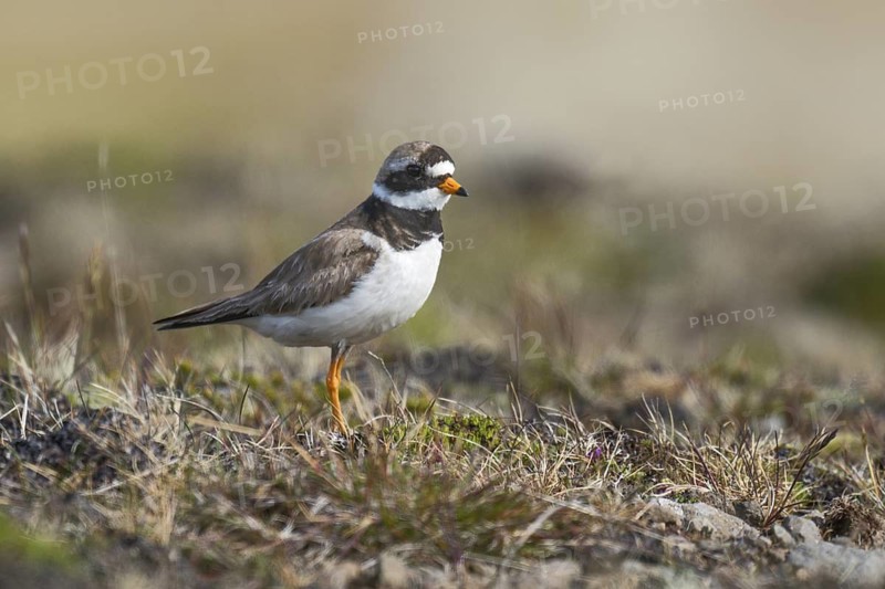 Common Ringed Plover (Charadrius hiaticula) perched on ground, Iceland