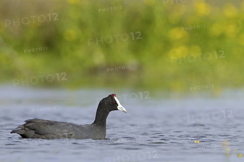 Red-knobbed Coot (Fulica cristata), Mallorca, Spain