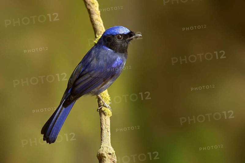 Large Niltava (Niltava grandis) male, Pahang, Malaysia
