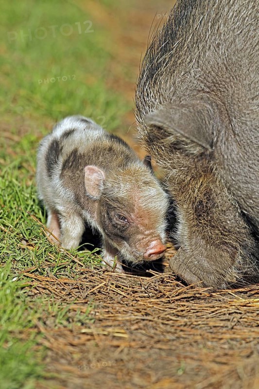 Pot-bellied pig (Sus scrofa domestica), Vietnamese pot-bellied pig, young pig, Haltern, North Rhine-Westphalia, Germany