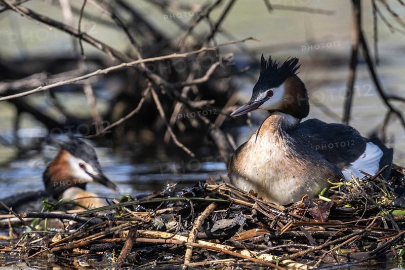 Great Crested Grebe (Podiceps Scalloped ribbonfish) at the nest, Emsland, Lower Saxony, Germany