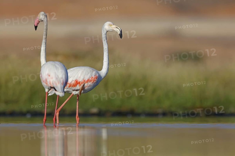 Pink flamingo, (Phoenicopterus ruber), Phoenicopterus roseus, animals, birds, flamingo, biotope, habitat, waters, foraging, Lesbos, Salalah, Dhofar, Greece
