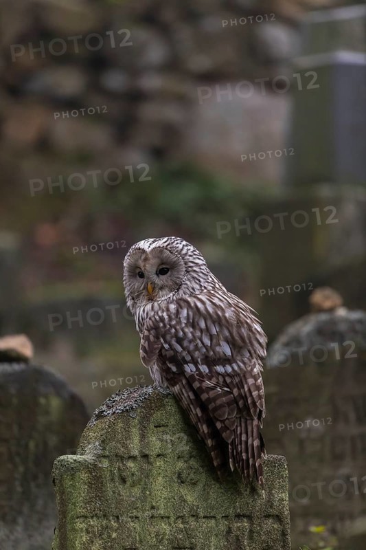 One Ural owl (Strix uralensis) sitting on a old jewish gravestone with gravestones in the background