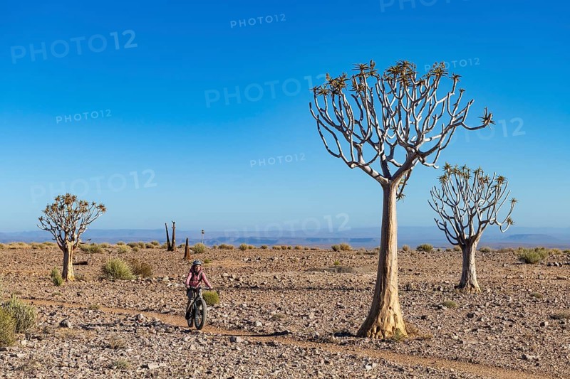 Woman riding a mountain bike, fatbike, between quiver trees (Aloe dichotoma) in the rocky desert at Fish River Canyon, Fish River Gorge, Namibia