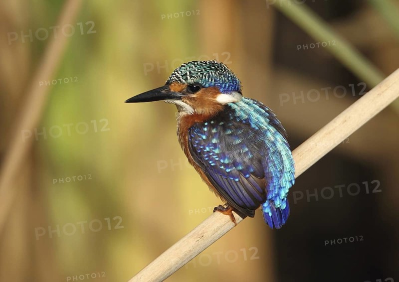 Malachite Kingfisher (Corythornis cristatus), Gambia