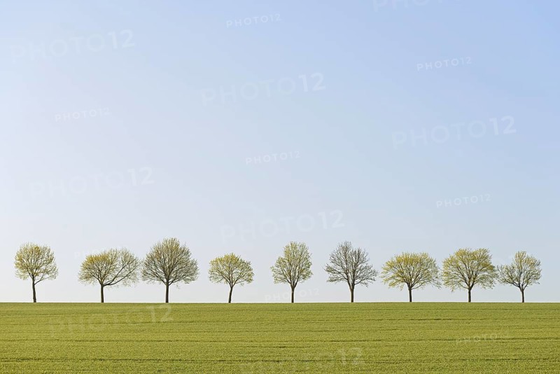Deciduous trees, row of trees next to a green grain field, blue sky, North Rhine-Westphalia, Germany