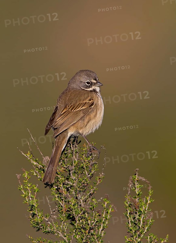 Bell's Sparrow (Artemisiospiza belli), California, USA