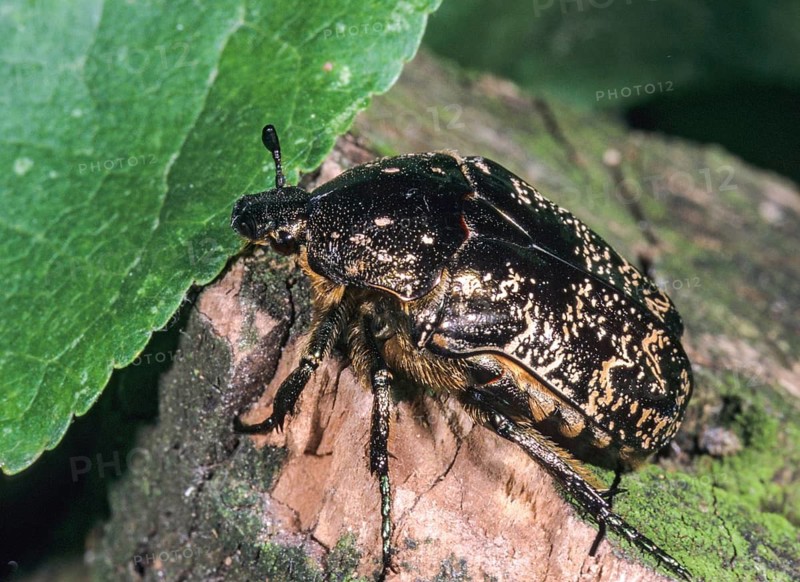 Bronze-green rose beetle, marbled rose chafer, marbled golden beetle, marbled rose beetle, protäa lugubris, protäa marmorata, beetle, insects, beetles