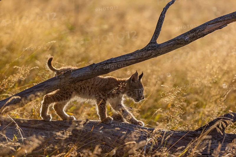 One young (10 weeks old) male Eurasian lynx, (Lynx lynx), walking over a rotten tree. Backlit condition