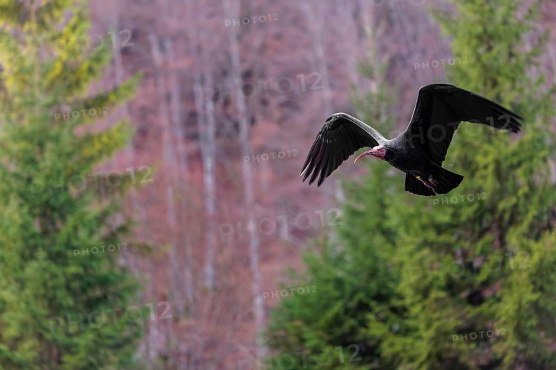 A Northern Bald Ibis, Hermit Ibis (Geronticus eremita) in flight in natural surroundings