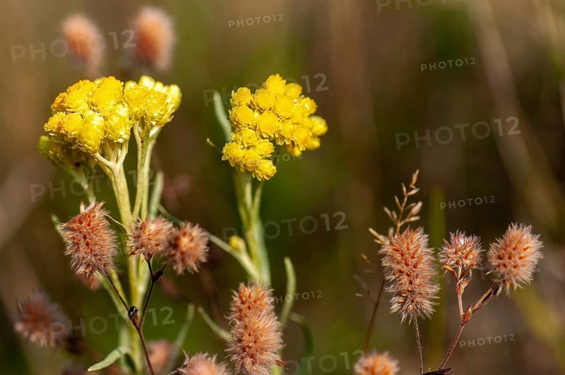 Asteraceae, Brandenburg, Germany, helichrysum arenarium, daisy plants, national natural heritage, green house natural paradise, sandstraw flower, post-mining landscape, dwarf everlast, flora, green house, immortelle, plants, plants