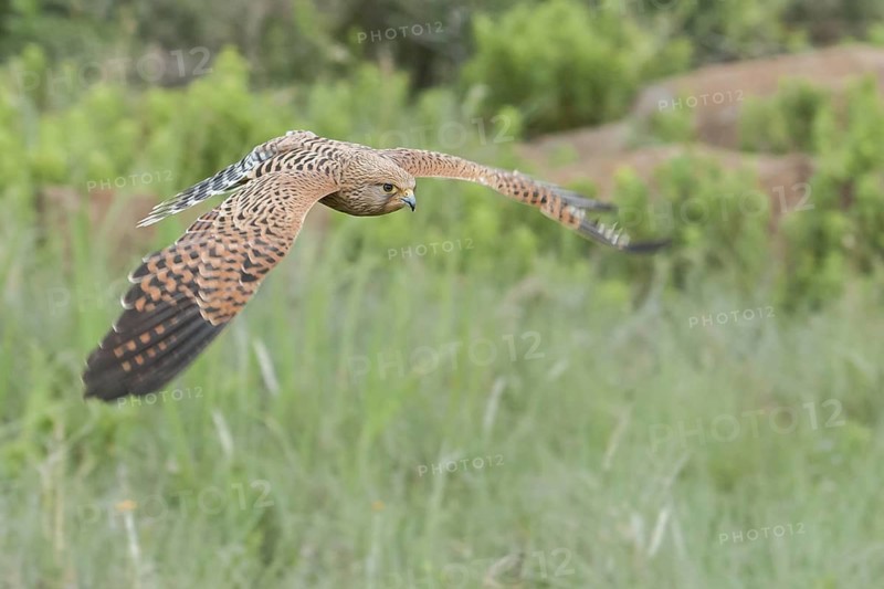Greater Kestrel (Falco rupicoloides) captive, flying, Mpumalanga, South Africa
