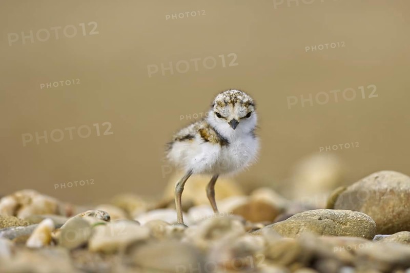 Little Ringed Plover (Charadrius dubius) chick, North Rhine-Westphalia, Germany