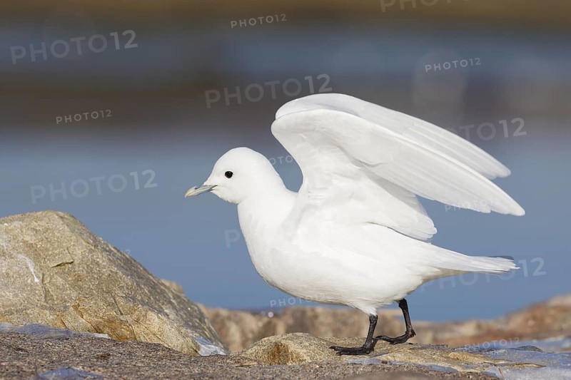 Ivory Gull (Pagophila eburnea) on shore, Massachusetts, USA