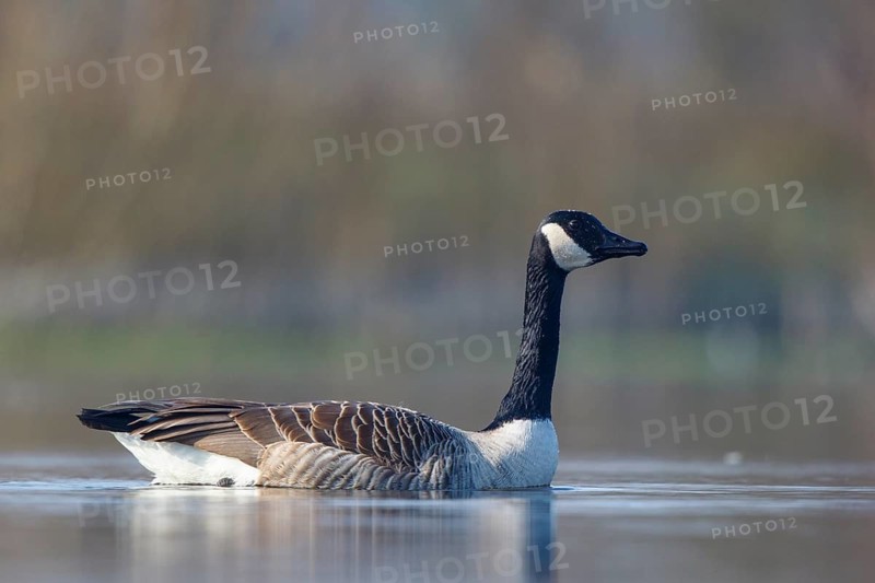 Canada Goose (Branta canadensis), North Rhine-Westphalia, Germany