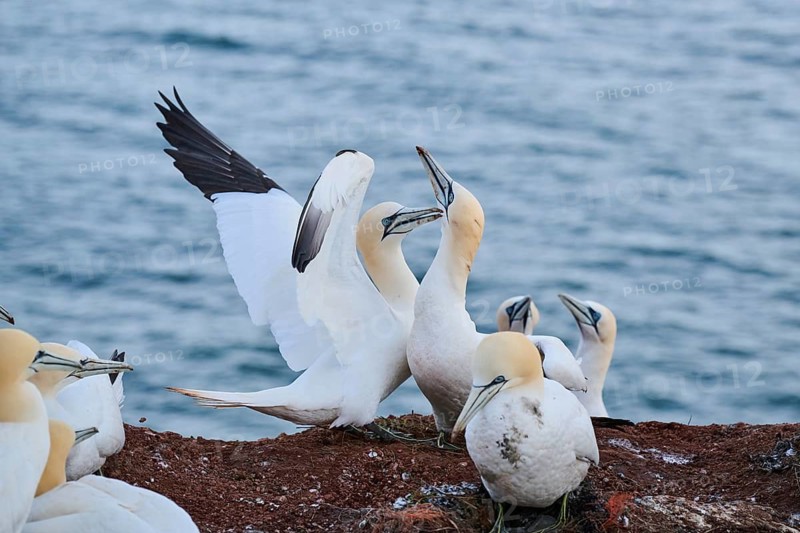 Northern gannet (Morus bassanus) greet each other with their beaks in the colony, at sunset, wildlife, Helgoland, Germany