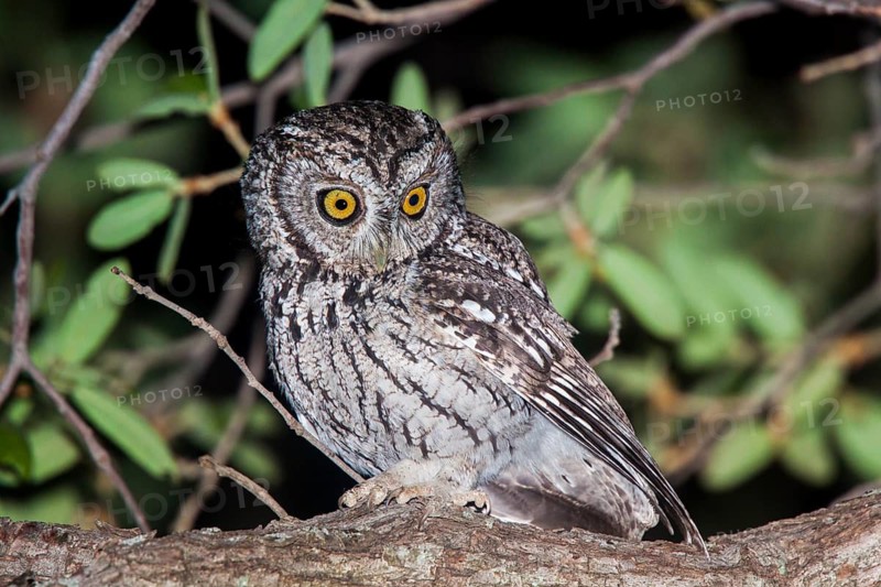 Whiskered Screech-Owl Otus trichopsis Madera Canyon, Santa Cruz County, Arizona, United States 17 May Adult Strigidae