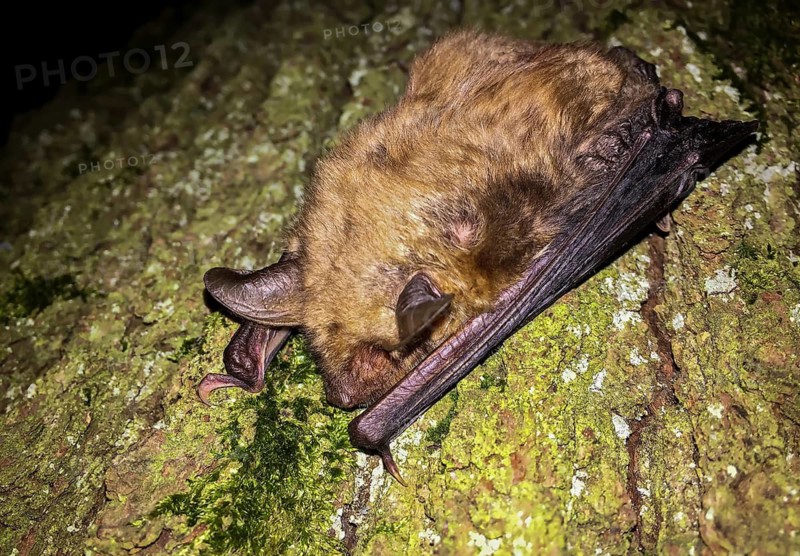 Großes Mausohr (Myotis myotis) adult klettert an Baumstamm, Baden-Württemberg, Deutschland