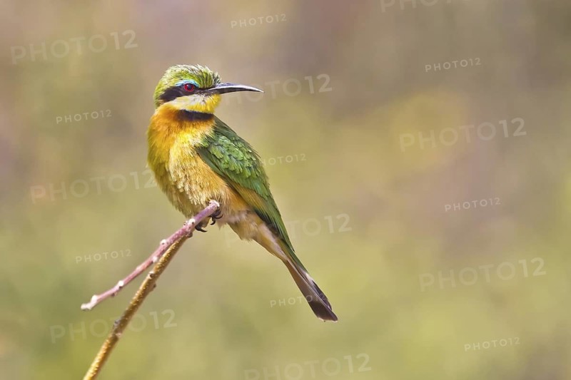 Little Bee-eater (Merops pusillus) perched on a branch, Chobe, Botswana