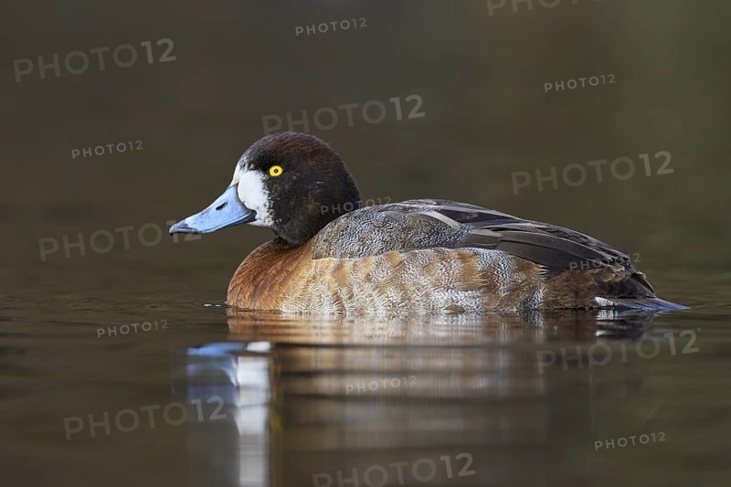 Greater Scaup (Aythya marila) female, British Columbia, Canada