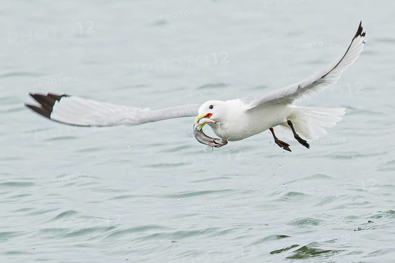 Black-legged Kittiwake (Rissa tridactyla) feeding in the ocean near Nome, Alaska