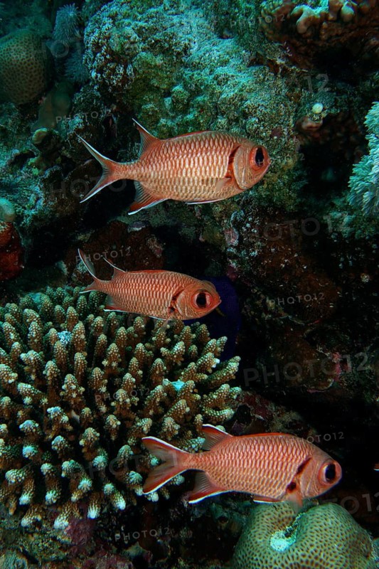 White-fringed soldierfish (Myripristis murdian)