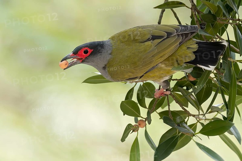 Australasian Figbird (Sphecotheres vieilloti) perched on a branch in eastern Australia