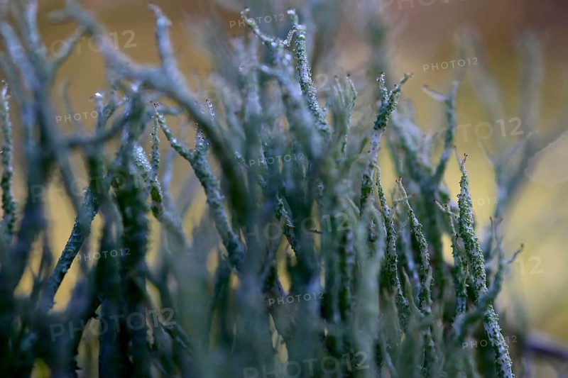 Lichen with morning dew, September, Mecklenburg-Western Pomerania, Germany
