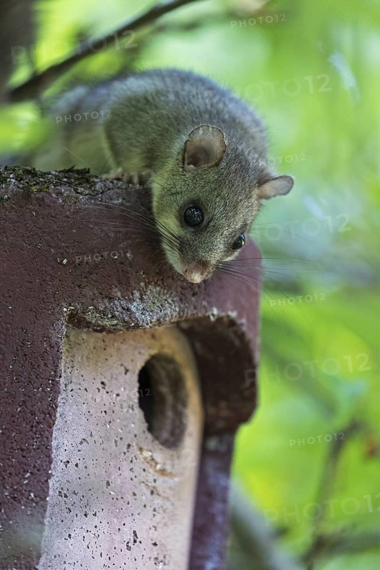 Dormouse (Glis glis), animals, mammals, dormice, nocturnal, rodents, sits on nesting box, Baden-Württemberg, Federal Republic of Germany