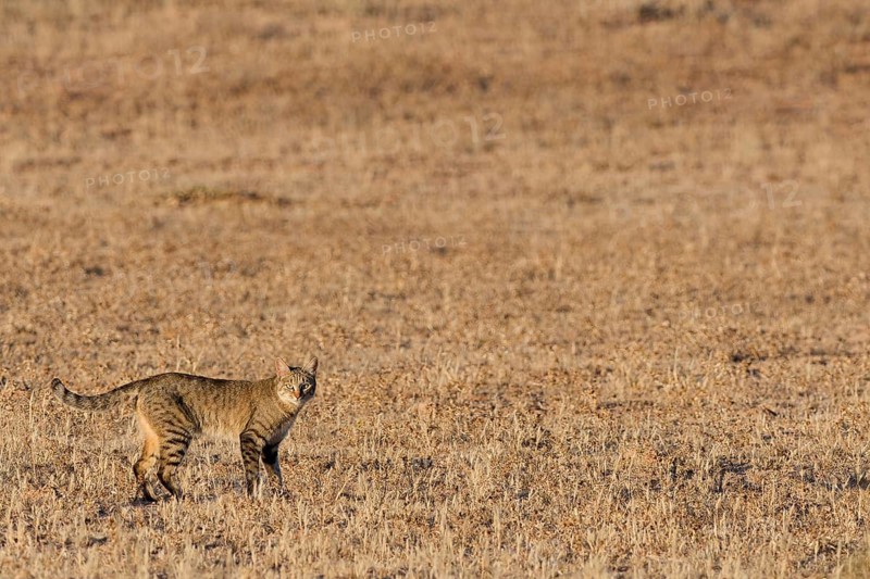 Southern African wildcat (Felis lybica cafra), adult, standing in the dry grass, looking at camera, alert, Kalahari desert, Kgalagadi Transfrontier Park, Northern Cape, South Africa