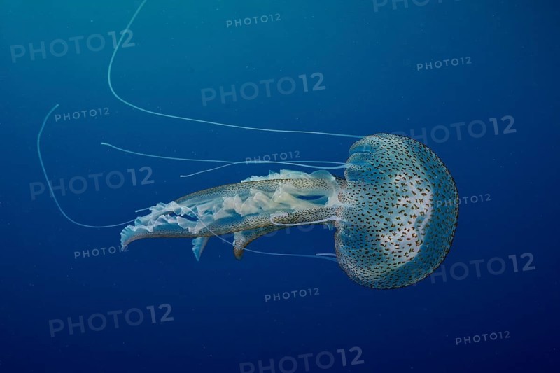 A spotted jellyfish (Pelagia noctiluca) floats gracefully in the blue ocean, dive site peninsula Giens, Mediterranean Sea, Porquerolles, Provence, Côte d'Azur, France