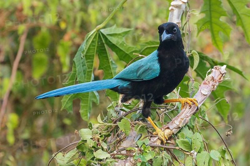 Yucatan Jay (Cyanocorax yucatanicus) perched on a brnach near Cancun on the Yucatan Peninsula of Mexico