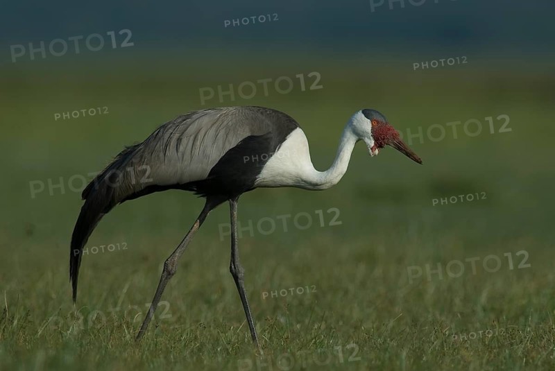 Wattled Crane (Grus carunculata), Lake Awasa, Ethiopia