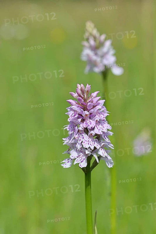 Moorland spotted orchid (Dactylorhiza maculata), on a rough pasture in a nature reserve, inflorescence, close-up, Wilnsdorf, North Rhine-Westphalia, Germany