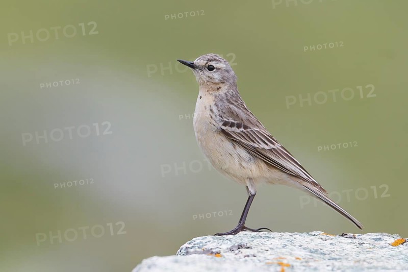 Water Pipit - Bergpieper - Anthus spinoletta ssp. blakistoni, Kazakhstan, adult
