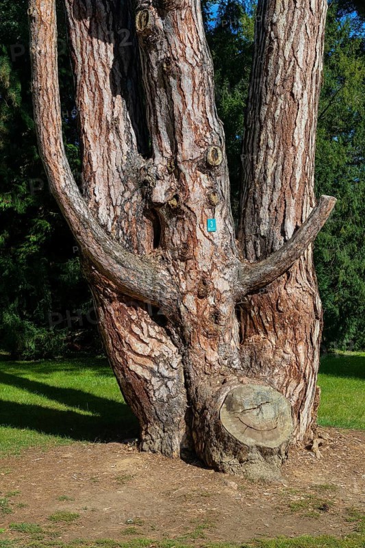 Trees in the garden of Buchlovice castle in south-east Moravia, Czech Republic