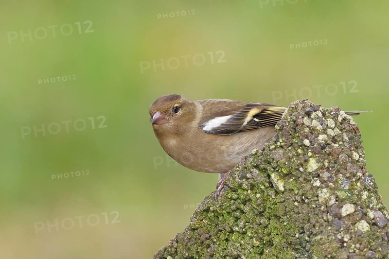 Chaffinch (Fringilla coelebs), adult male sitting on a stone in the garden, winter dress, wildlife, animals, birds, songbird, nature photography, Wilnsdorf, North Rhine-Westphalia, Germany