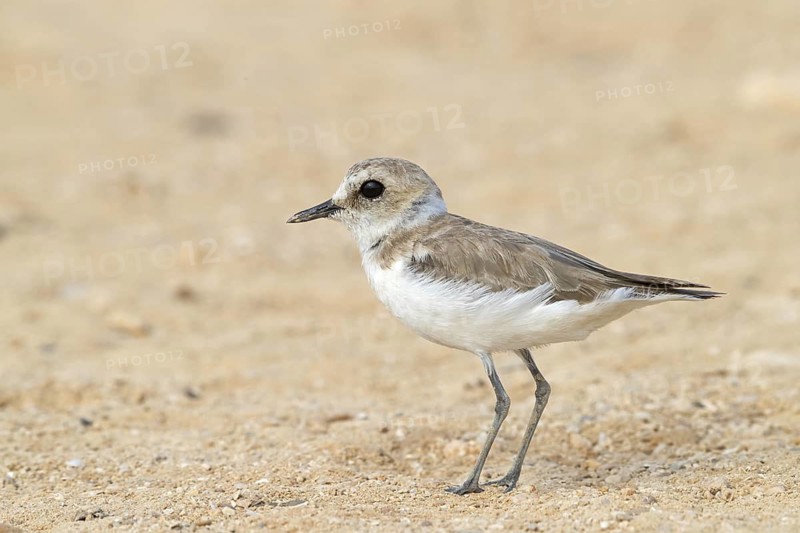 Animals, Birds, Little Ringed Plover, Mongolian Plover, (Charadrius mongolus), Khawr Rawri, Salalah, Sohar, Oman