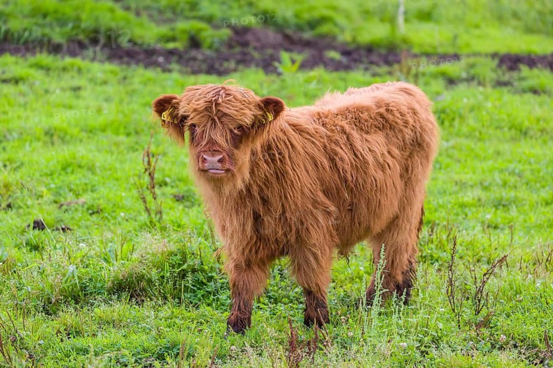 One Highland calf (Bos primigenius) taurus) stands on a pasture