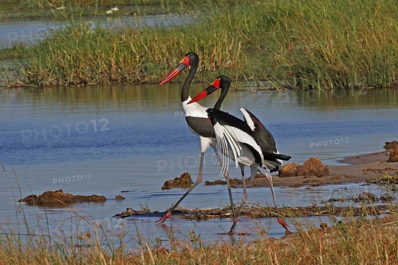 Saddle-billed Stork, Ephippiorhynchus senegalensis, Botswana, Chobe NP