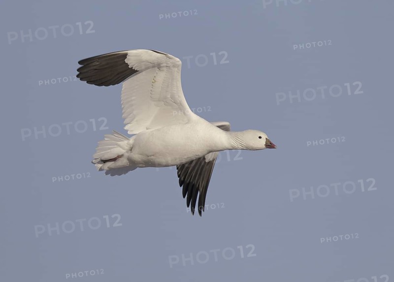 Ross's Goose (Anser rossii) flying, New Mexico, USA