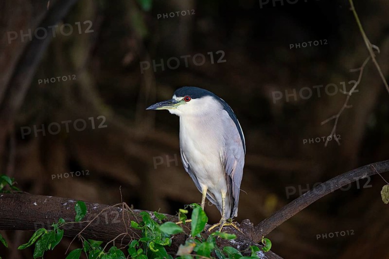 Black crowned night heron (Nycticorax nycticorax) Pantanal Brazil