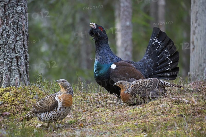 Western capercaillie (Tetrao urogallus) hens and cock displaying at lek in coniferous forest in spring