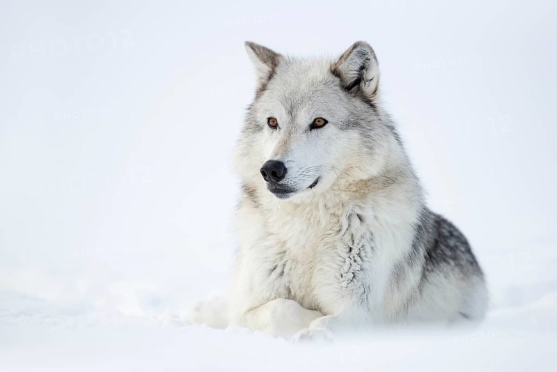 Timber Wolf (Canis lupus lycaon) adult lying in snow, Yellowstone National Park, Wyoming, USA