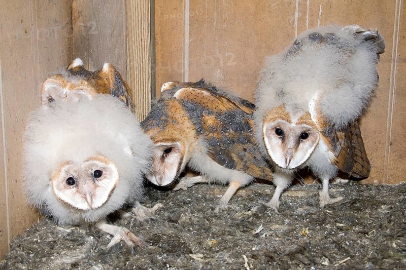 Barn Owl Tyto alba Edinburg, Texas, United States 26 March Immatures in deer blind nest. Tytonidae