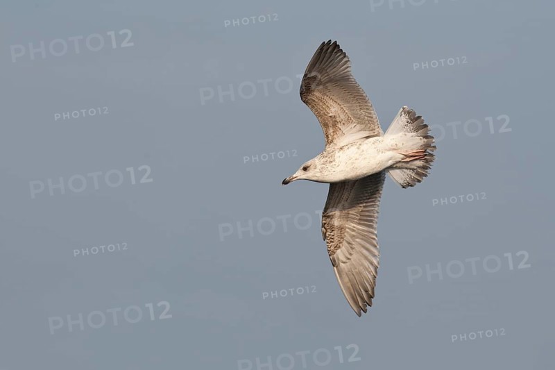 European Herring Gull (Larus argentatus) flying, Baltic Sea, Germany