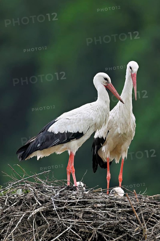 White storks (Ciconia ciconia), pair standing on eyrie, Canton Aargau, Switzerland