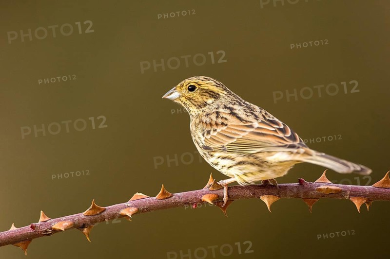 Cirl Bunting (Emberiza cirlus) female perched on a thorny branch, Aragon, Spain