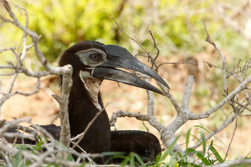 Southern Ground Hornbill (Bucorvus leadbeateri) chick, Kruger National Park, South Africa